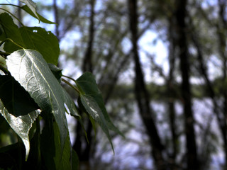 Tree leaves close up in the Park in spring