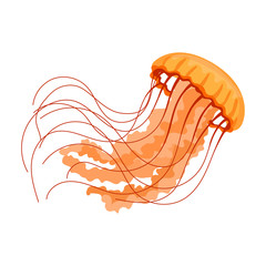 Jellyfish vector icon.Cartoon vector icon isolated on white background jellyfish. © Svitlana