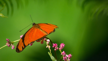 Fototapeta na wymiar Butterfly with a green background