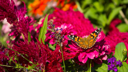 Butterfly on a pink flower in the garden