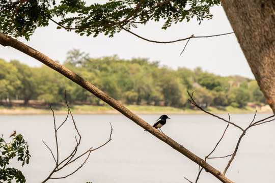 Oriental magpie-robin bird in nature background.(Copsychus saularis)