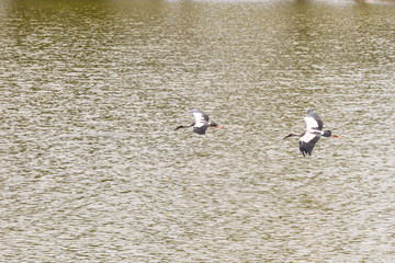 The Asian Openbill Stork birds (A. oscitans) are flying over the lake background.