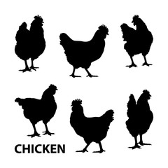 Chicken silhouettes. A set of silhouettes of chickens. Realistic silhouettes of hens