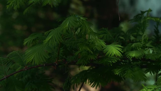 Green Forest. Pine Trees Fairy Forest. Trees pattern. Camera movement inside the forest. Ferns and fir with moos on the ground. Wanderfull green mountain forest in summer.