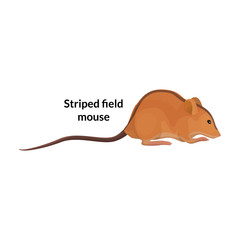 Mouse vector icon.Cartoon vector icon isolated on white background mouse.
