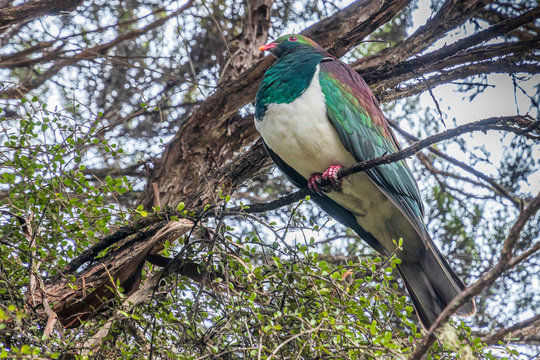 Pigeon perched on a branch in New Zealand