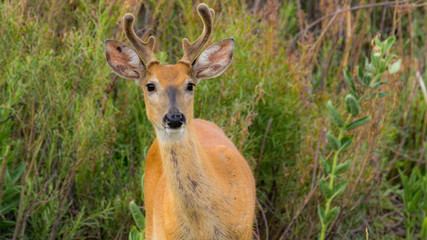 Dear with new felt-tipped antlers in a field of grass and flowers