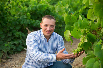 Naklejka na ściany i meble Male farmer working with grapes in vineyard at summertime