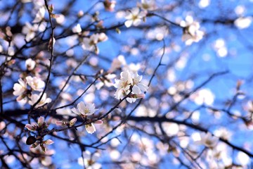 Spring blossom background. Beautiful nature scene with blooming tree and sun flare. Sunny day. Spring flowers. Beautiful Orchard. Abstract blurred background. Springtime