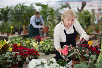 Adult woman is pruning blooming flowers on her work place