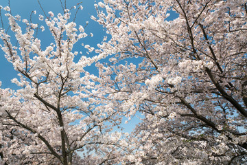 桜花爛漫大和路の春