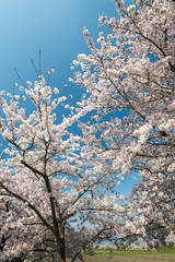 桜花爛漫大和路の春