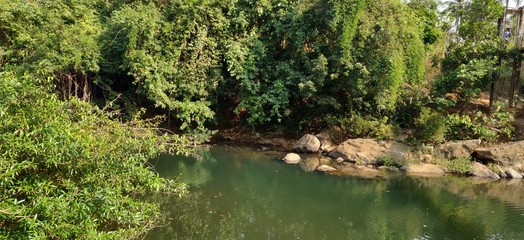 stream in the forest
