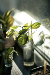 Dieffenbachia houseplant near window with sunlight. Close up of houseplant leaves on windowsill.