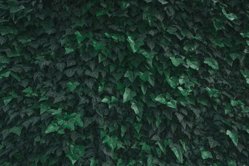 A wall overgrown with green ivy. Background with a hedge