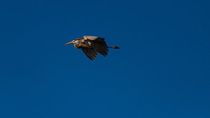 Great Blue Heron in flight