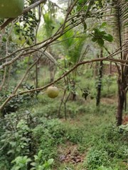 apples on a tree