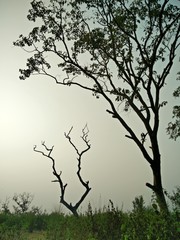 Dusky sky india