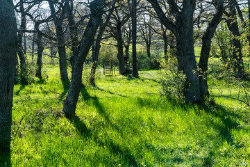 Bright backlit deciduous forest in spring season