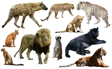 Foto op Canvas Set of wild mammals isolated over white © JackF