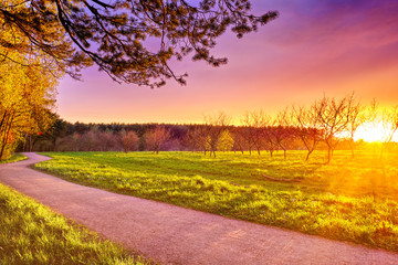 park landscape of forest nature with walk path at sunset against scenic pink red yellow sky background Wide street view of recreation area in city at evening