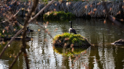 Goose on a sunlit tuft of grass in a stream