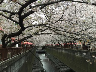 日本　東京　桜　桜並木　チェリーブロッサム