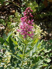 Dictamnus albus 'Purpureus'| Fraxinelle pourpre ou buisson ardent au longues feuilles, aux grappes de fleurs blanc rosé rayées de carmin ou violet au printemps