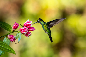 Green Violet-ear (Colibri thalassinus) hummingbird in flight isolated on a green background in Costa Rica