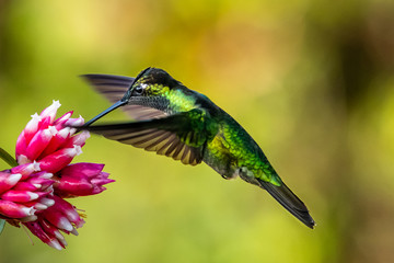Fototapeta na wymiar Green Violet-ear (Colibri thalassinus) hummingbird in flight isolated on a green background in Costa Rica