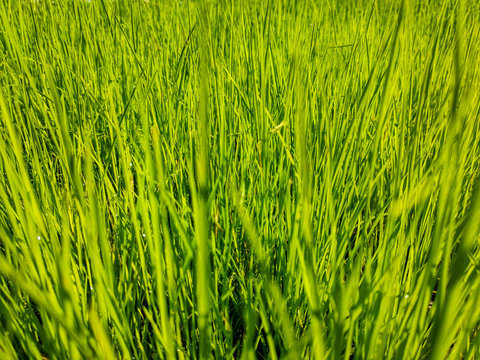 Green young paddy plant background. Cultivated in wetland area.