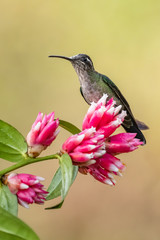 Fototapeta na wymiar Green Violet-ear (Colibri thalassinus) hummingbird in flight isolated on a green background in Costa Rica