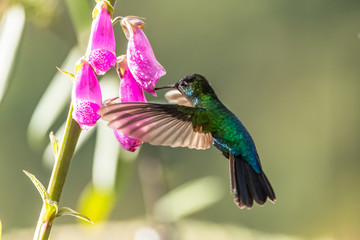 Green Violet-ear (Colibri thalassinus) hummingbird in flight isolated on a green background in Costa Rica