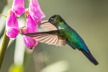 Green Violet-ear (Colibri thalassinus) hummingbird in flight isolated on a green background in Costa Rica