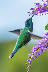 Green Violet-ear (Colibri thalassinus) hummingbird in flight isolated on a green background in Costa Rica © vaclav