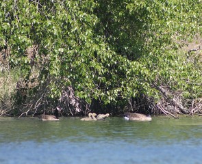 A family of geese swimming in a pond 