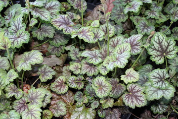 Heuchera americana marvelous marble, perennial plant.