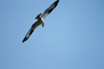 Beautiful osprey hunting for lunch and flying through the air. 