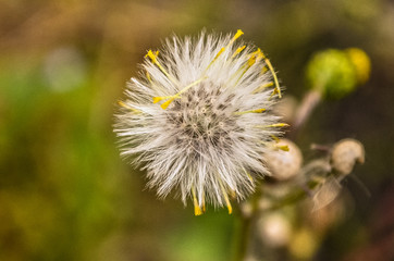 A dandelion flower in the final state