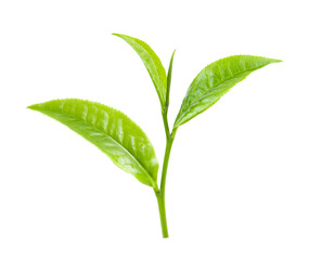green tea leaf on white background