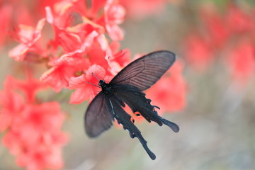 긴꼬리제비나비와 빨간 철쭉꽃