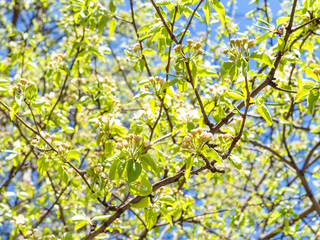 Fototapeta na wymiar spring in city - blossoming apple tree on sunny day (focus on blossom on foreground) in urban yard