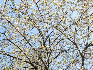 spring in city - blossoming cherry trees with blue sky on background in urban yard