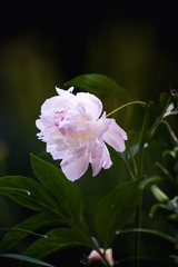 Pink peony in green leaves