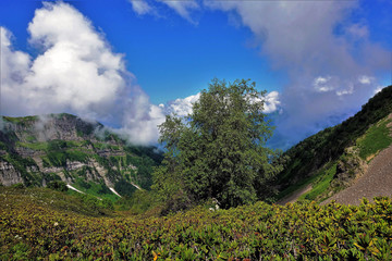 Amazing sunny day. In the mountains covered with green grass, a meadow of rhododendrons. A beautiful tree grows here. Small areas of snow. Picturesque clouds lie on the tops of the mountains.