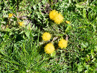 spring in city - flowering dandelion at lawn of urban yard on sunny day