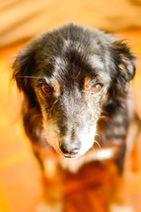Black mutt pet dog cute indoors brown eyes warm old