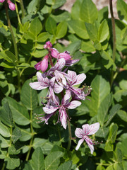Fototapeta premium Dictamnus albus | Gros plan sur fleurs de Fraxinelle pétales blanc rosé veinées de carmin et violet aux longues étamines, feuillage dense