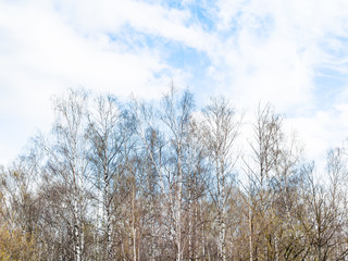 bare birch trees and maple trees with young green leaves in forest under white clouds in blue sky on spring day