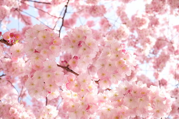 Zarte rosa Kirschblüten sakura cherryblossom  in Japan Kirschblüte Zierkirsche
